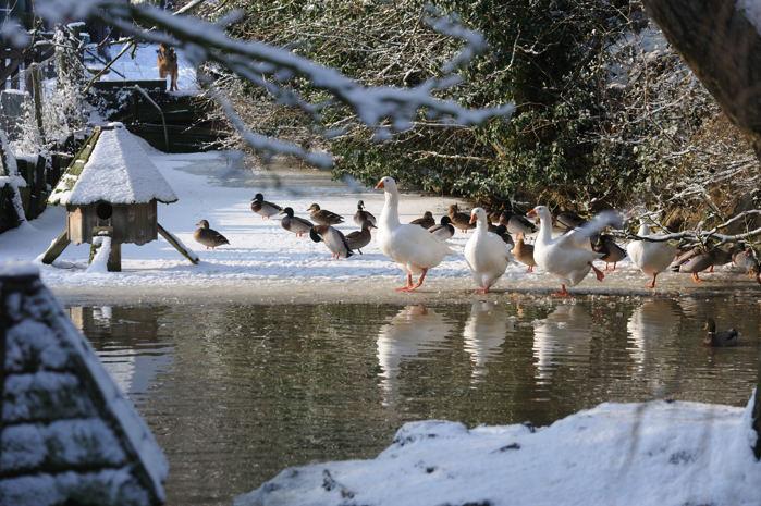 Buckland pond 